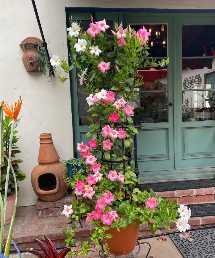 A imagem mostra uma planta de mandevilla crescendo em um vaso marrom, apoiada por uma estrutura de metal. A mandevilla está cheia de flores em tons de rosa e branco, destacando-se contra as folhas verdes brilhantes. O vaso está colocado em frente a uma porta de vidro com moldura verde-água. Ao lado, há um vaso de cerâmica marrom e uma planta de ave-do-paraíso com flores laranjas vibrantes. O cenário é um pátio com degraus de tijolo, criando um ambiente acolhedor e decorativo.