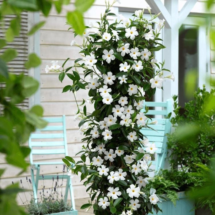 A imagem mostra uma planta trepadeira com flores brancas em abundância, crescendo em um suporte vertical. As flores têm cinco pétalas cada e um centro amarelo, contrastando com as folhas verdes escuras. Ao fundo, há uma parede de madeira clara e algumas cadeiras de jardim azuis, criando um ambiente acolhedor e sereno. O cenário sugere um espaço ao ar livre, possivelmente um pátio ou varanda.