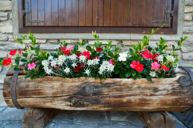 A imagem mostra um vaso rústico de madeira em forma de tronco, cheio de flores coloridas. Entre elas, destacam-se as flores de mandevilla, com pétalas em tons de rosa e vermelho, contrastando com as folhas verdes escuras. O vaso está posicionado sobre uma superfície de pedra, e ao fundo há uma parede de pedra com uma janela de madeira fechada, criando um ambiente aconchegante e natural.