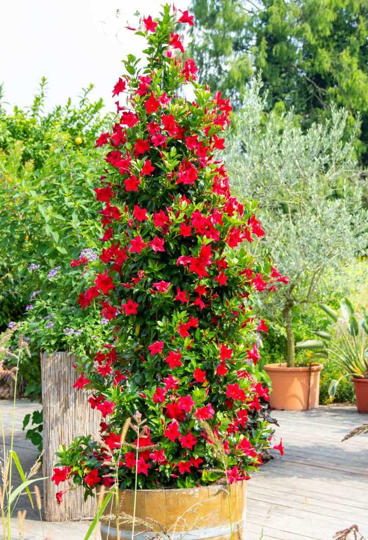 A imagem mostra uma planta trepadeira exuberante, cheia de flores vermelhas vibrantes, crescendo em um vaso de madeira. A planta é alta e densa, com folhas verdes escuras que contrastam com as flores. Ao fundo, há um jardim com diversas outras plantas e árvores, criando um ambiente verde e natural. O chão é de madeira, sugerindo um deck ou terraço ao ar livre.