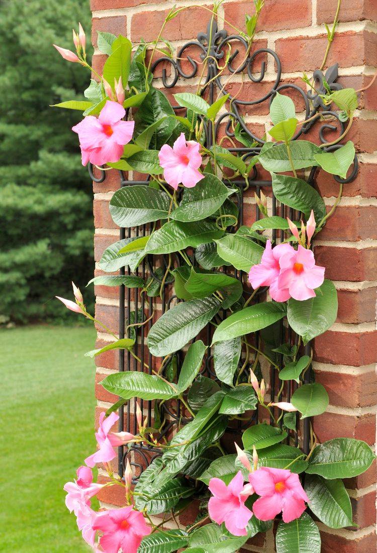 A imagem mostra uma planta trepadeira de mandevilla com flores rosa vibrantes, crescendo em um suporte de ferro decorativo preso a uma parede de tijolos. As flores têm um centro amarelo suave e são cercadas por folhas verdes e brilhantes. O fundo apresenta uma área gramada e árvores, criando um ambiente natural e sereno.