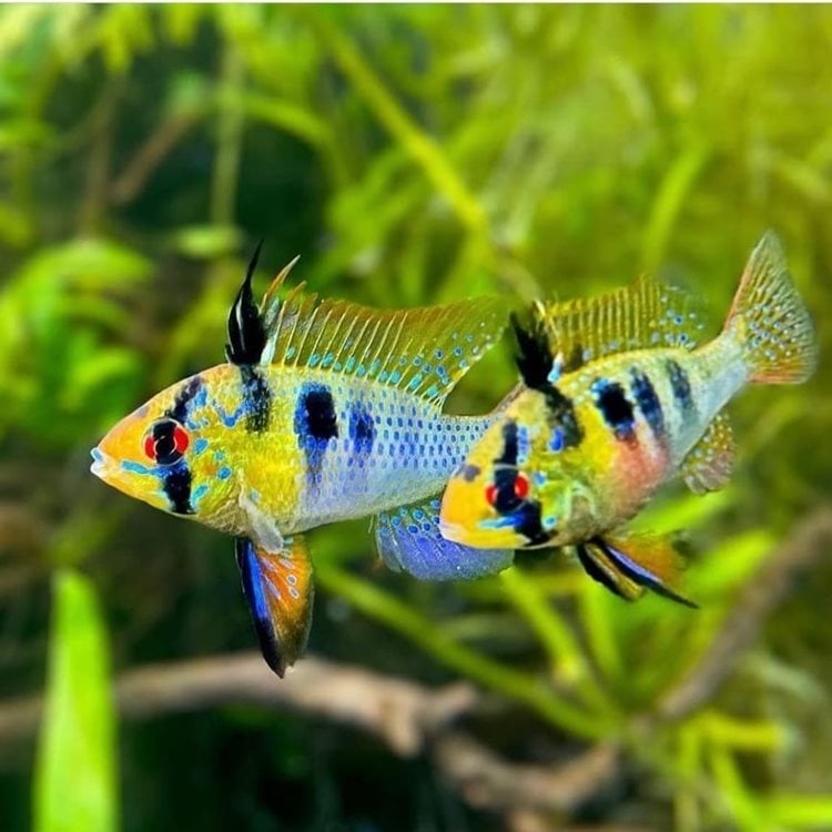 A imagem mostra dois peixes de aquário conhecidos como Ramirezi. Eles têm cores vibrantes, com tons de azul, amarelo e laranja, além de manchas pretas distintas. Os olhos são vermelhos, e as nadadeiras são delicadas e coloridas. O fundo desfocado sugere um ambiente aquático com plantas verdes, destacando ainda mais a beleza dos peixes.