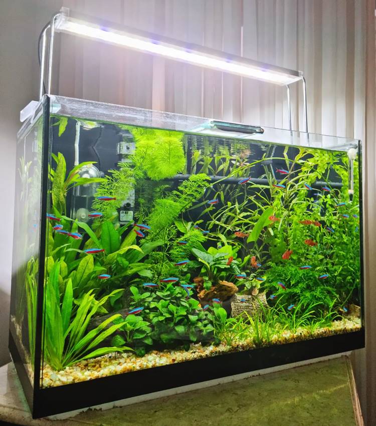 A imagem mostra um aquário bem iluminado e densamente plantado. Há uma variedade de plantas aquáticas verdes, criando um ambiente exuberante. Peixes pequenos e coloridos, como tetras neon, nadam entre as plantas. O substrato é coberto por pequenas pedras, e há um sistema de iluminação no topo do aquário, destacando a vivacidade das cores. O aquário está posicionado em um ambiente interno, com cortinas ao fundo.