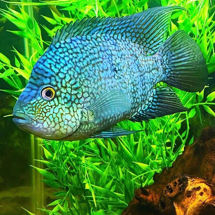 A imagem mostra um peixe de aquário com uma coloração azul vibrante e escamas que formam um padrão semelhante a uma rede. O peixe tem nadadeiras bem definidas e um olho grande e expressivo. O fundo do aquário é preenchido com plantas aquáticas verdes, criando um contraste bonito com a cor do peixe. Há também uma peça de madeira decorativa no canto inferior direito.