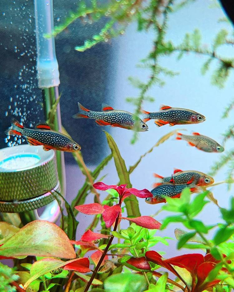 A imagem mostra um aquário com um grupo de peixes pequenos e coloridos, conhecidos como Danio Margaritatus ou "Galaxy Rasbora". Eles têm corpos escuros com manchas claras e nadadeiras vermelhas. O aquário está decorado com plantas aquáticas verdes e vermelhas, criando um ambiente vibrante e natural. Há também um equipamento de filtragem visível no canto esquerdo.