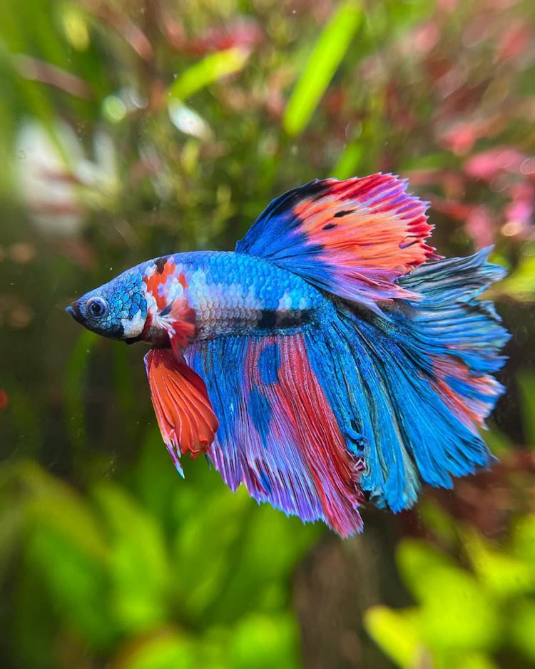 A imagem mostra um peixe Betta, conhecido por suas cores vibrantes e nadadeiras longas e elegantes. Este Betta em particular exibe uma combinação de cores azul, vermelho e laranja, com padrões distintos ao longo do corpo e das nadadeiras. O fundo desfocado sugere um ambiente aquático com plantas, destacando ainda mais a beleza do peixe.