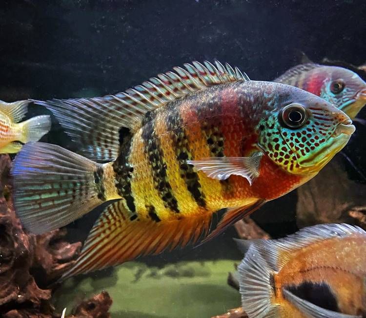 A imagem mostra um peixe de aquário conhecido como ciclídeo. Ele possui uma coloração vibrante com listras pretas verticais sobre um corpo que exibe tons de vermelho, amarelo e azul. As nadadeiras são longas e apresentam um padrão de cores semelhante. O fundo do aquário é escuro, destacando ainda mais as cores do peixe. Há outros peixes parcialmente visíveis ao redor, sugerindo um ambiente aquático comunitário.