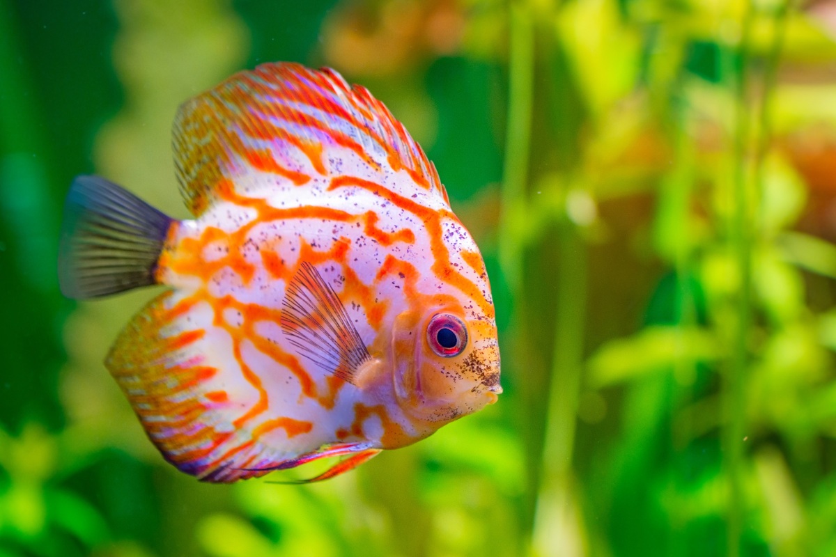 A imagem mostra um peixe acará-disco em um ambiente aquático. O peixe tem um corpo arredondado e achatado, com uma coloração vibrante que mistura tons de laranja e branco, além de padrões listrados. O fundo da imagem é verde, sugerindo a presença de plantas aquáticas.