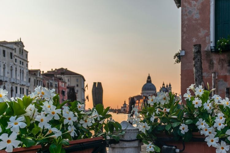 A imagem mostra um canal em Veneza ao entardecer, com o céu em tons de laranja e rosa. Em primeiro plano, há duas jardineiras cheias de flores brancas de mandevilla, que contrastam com o verde das folhas. Ao fundo, é possível ver a silhueta de edifícios históricos e uma cúpula imponente, refletindo a arquitetura clássica da cidade. A cena transmite uma atmosfera tranquila e romântica.