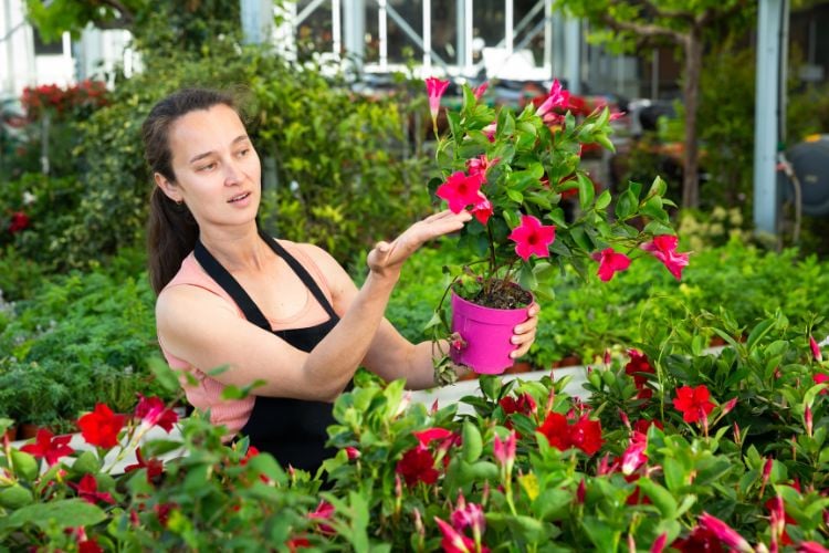 A imagem mostra uma mulher em um jardim, segurando um vaso rosa com uma planta de mandevilla. As flores da mandevilla são de um vermelho vibrante, destacando-se contra as folhas verdes. A mulher está usando um avental preto e parece estar cuidando das plantas ao seu redor. Ao fundo, há uma variedade de outras plantas e vegetação, criando um ambiente exuberante e cheio de vida.