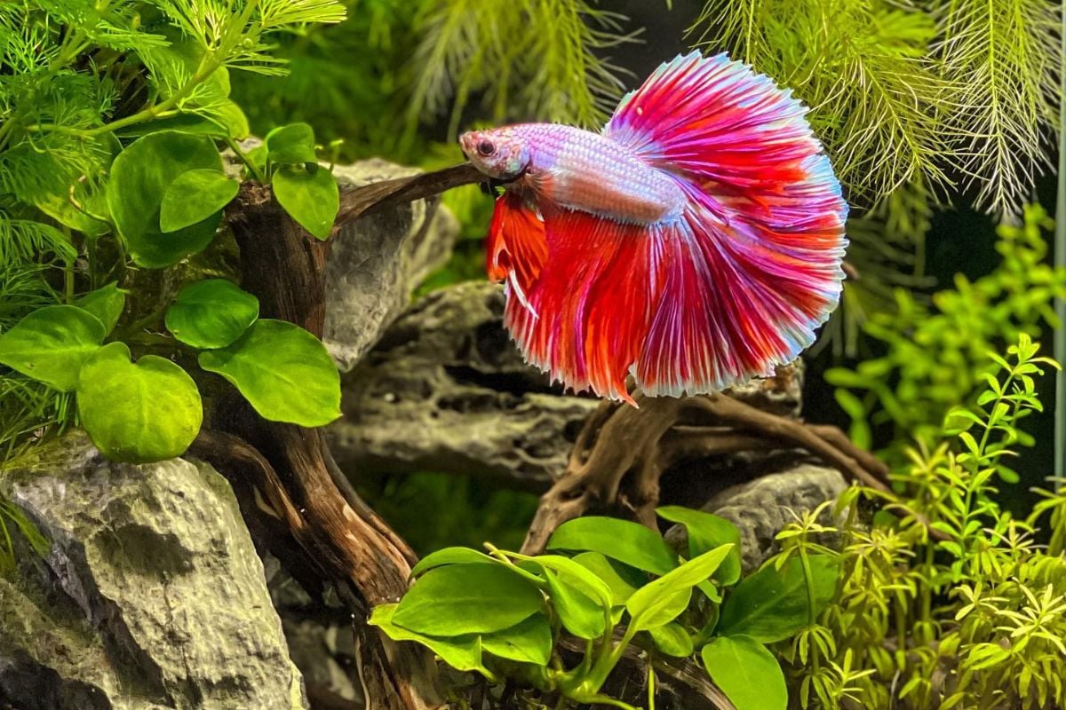 A imagem mostra um peixe Betta em um aquário. O peixe tem cores vibrantes, com tons de vermelho, rosa e azul em suas nadadeiras longas e esvoaçantes. O aquário está decorado com plantas aquáticas verdes e pedras, criando um ambiente natural e harmonioso.