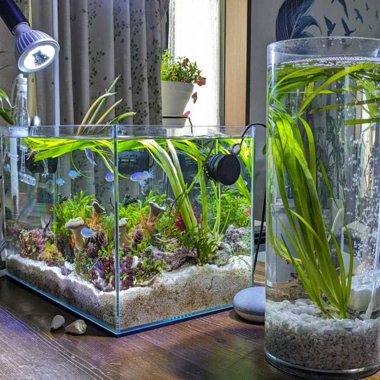 A imagem mostra dois aquários. O aquário à esquerda é retangular e está ricamente decorado com plantas aquáticas, pedras e corais. Há pequenos peixes azuis nadando. Uma lâmpada ilumina o aquário, destacando suas cores vibrantes. À direita, há um aquário cilíndrico com plantas aquáticas e pedras brancas no fundo. Ao fundo, uma janela com cortinas e uma planta em vaso completam a cena.