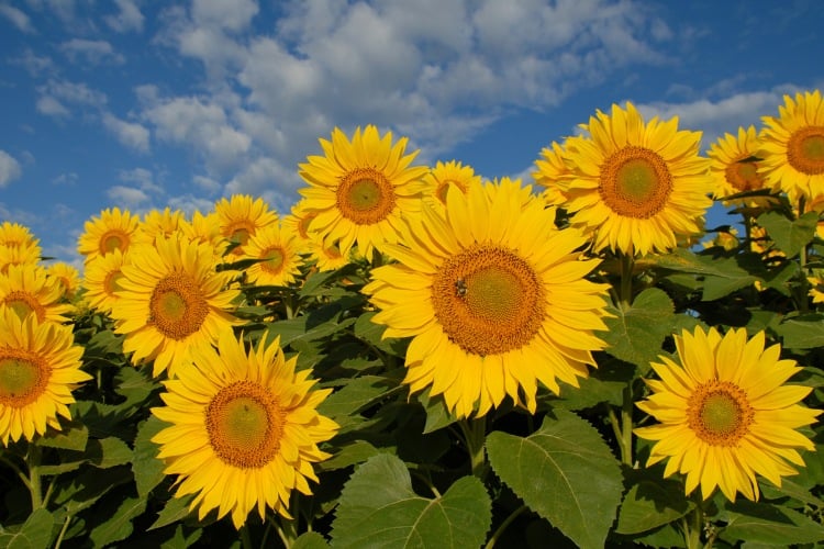 A imagem mostra um campo cheio de girassóis sob um céu azul com algumas nuvens brancas. Os girassóis têm pétalas amarelas vibrantes e centros marrons. As folhas verdes das plantas são visíveis, e a luz do sol ilumina toda a cena, destacando a beleza das flores. O céu azul contrasta com o amarelo dos girassóis, criando uma imagem alegre e vibrante.