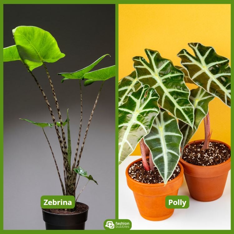 À esquerda, uma alocasia "Zebrina" com folhas verdes e caules listrados. À direita, duas alocasias "Polly" em vasos de barro, com folhas verdes escuras e veias brancas. O fundo amarelo realça o contraste das folhas, criando um visual vibrante.