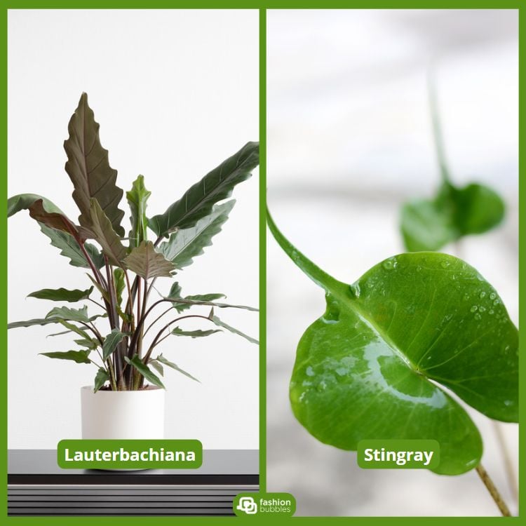 À esquerda, uma alocasia "Lauterbachiana" em um vaso branco, com folhas longas e estreitas. À direita, uma alocasia "Stingray" com folhas verdes em forma de raia. As plantas apresentam formas únicas e elegantes, destacando-se em um ambiente minimalista.