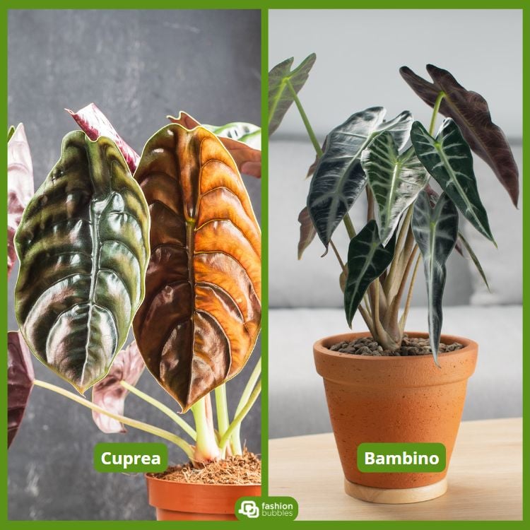 À esquerda, uma alocasia "Cuprea" com folhas brilhantes em tons de verde e cobre. À direita, uma alocasia "Bambino" em um vaso de barro, com folhas verdes escuras e veias claras. As plantas exibem texturas e cores vibrantes, criando um visual exótico.