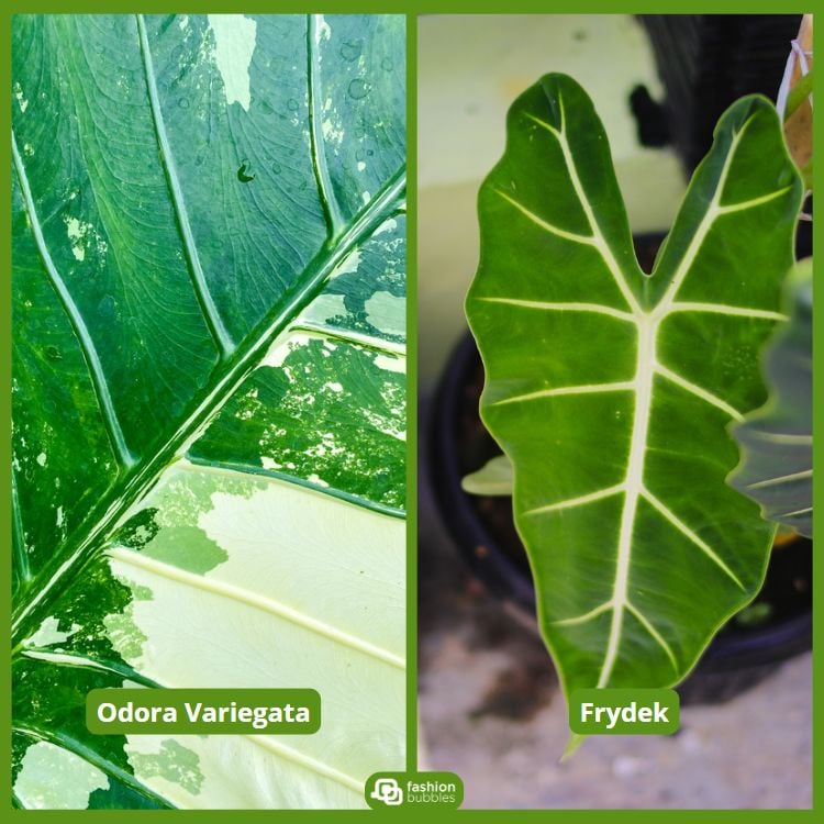 À esquerda, uma alocasia "Odora Variegata" com folhas verdes e manchas claras. À direita, uma alocasia "Frydek" com folhas verdes escuras e veias brancas. Ambas as plantas têm folhas grandes e distintas, destacando suas características únicas em um fundo natural.