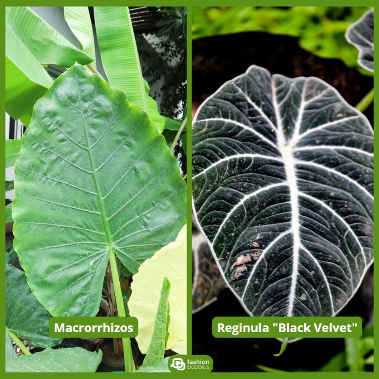 À esquerda, uma alocasia "Macrorrhizos" com folhas verdes grandes e lisas. À direita, uma alocasia "Reginula Black Velvet" com folhas escuras e veias brancas marcantes. As texturas contrastantes das folhas criam um visual impressionante e elegante.