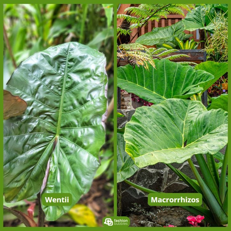 À esquerda, uma alocasia "Wentii" com folhas grandes e verdes, brilhantes e texturizadas. À direita, uma alocasia "Macrorrhizos" com folhas enormes e verdes, em um jardim exuberante. As plantas criam um ambiente tropical e vibrante, cercadas por outras folhagens.