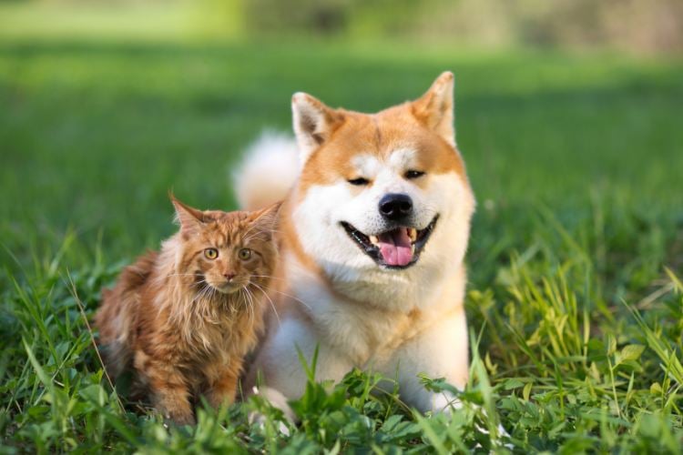 A imagem mostra um cachorro Akita de pelagem branca e marrom claro, ao lado de um gato laranja de pelos longos. Ambos estão deitados em uma grama verde exuberante. O cachorro está com a língua para fora, parecendo feliz, enquanto o gato olha diretamente para a frente. O cenário é ensolarado e natural.