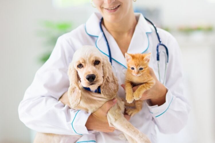 Check-up veterinário: o que é, como funciona e quando fazer exames de rotina em cães e gatos