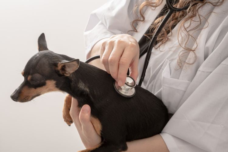 Na imagem, uma veterinária está examinando um pequeno cachorro preto com manchas marrons usando um estetoscópio. Ela veste um jaleco branco e segura o cão com cuidado em um ambiente claro. O cachorro parece calmo e está de perfil. A cena transmite uma sensação de cuidado e atenção médica.