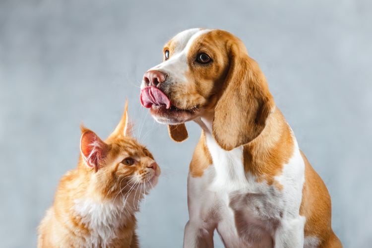 A imagem mostra um cachorro da raça beagle ao lado de um gato laranja. O cachorro, de pelagem marrom e branca, está lambendo o focinho, enquanto o gato olha para ele com curiosidade. Ambos estão em um fundo cinza claro. A cena transmite uma interação amigável entre os dois animais.