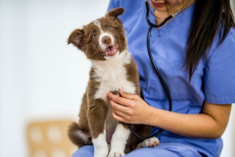 A imagem mostra uma veterinária sorridente, vestida com uniforme azul, segurando um filhote de cachorro marrom e branco. O filhote está sentado no colo dela, parecendo animado, com a boca aberta em um sorriso. A veterinária está usando um estetoscópio para examinar o cachorro, em um ambiente claro e acolhedor.