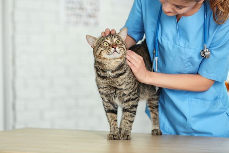 A imagem mostra uma veterinária de uniforme azul examinando um gato rajado em uma mesa. O gato está em pé, olhando para cima, enquanto a veterinária o acaricia na cabeça e nas costas. Ela usa um estetoscópio no pescoço. O ambiente é claro, com uma parede branca ao fundo, sugerindo uma clínica.