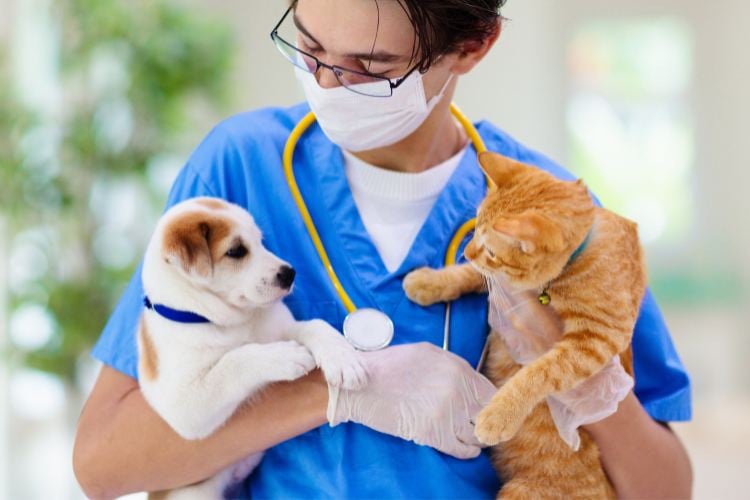 A imagem mostra um veterinário usando uniforme azul, máscara e luvas, segurando um filhote de cachorro branco com manchas marrons e um gato laranja. O veterinário tem um estetoscópio amarelo no pescoço e olha carinhosamente para os animais. O ambiente é claro, sugerindo uma clínica veterinária acolhedora.