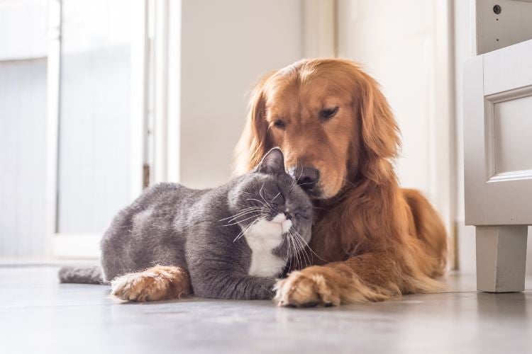 A imagem mostra um cachorro Golden Retriever deitado ao lado de um gato cinza e branco. O cachorro está inclinando a cabeça carinhosamente sobre o gato, que parece relaxado e de olhos fechados. Ambos estão em um piso claro, próximo a uma porta, transmitindo uma sensação de amizade e tranquilidade em um ambiente doméstico.