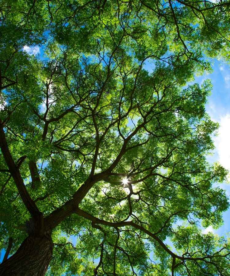 A imagem mostra a visão de baixo de uma árvore com um tronco robusto e galhos que se espalham em várias direções. As folhas são densas e verdes, permitindo que a luz do sol brilhe através das copas, criando um efeito de brilho. O céu ao fundo é azul, complementando a cena natural e vibrante.