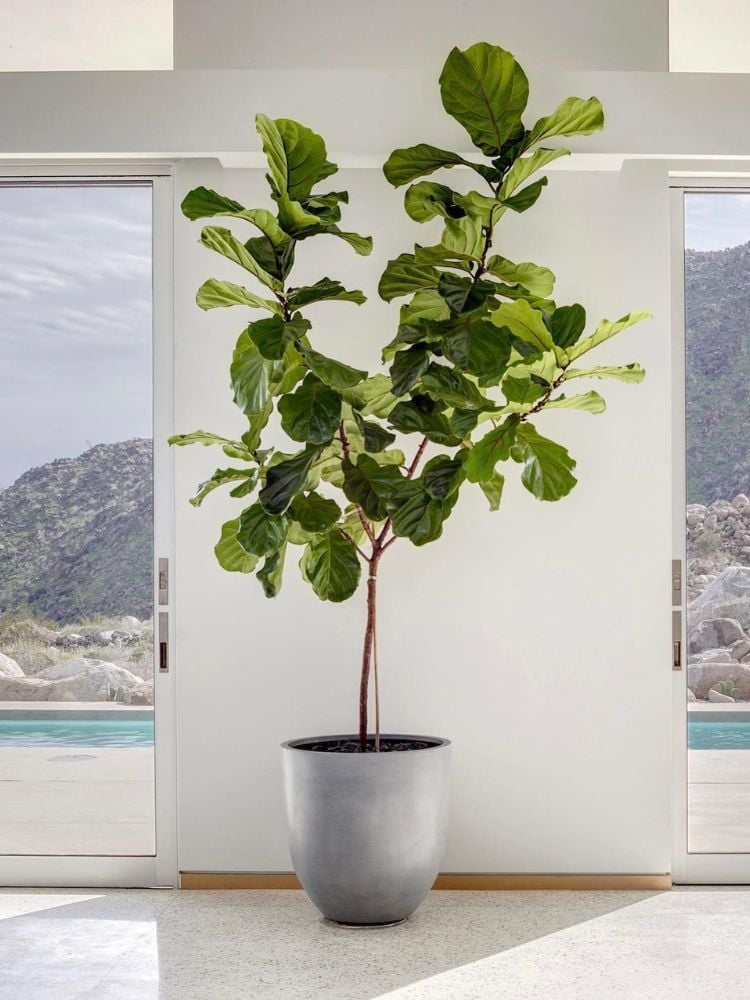 Foto de Ficus lyrata em caso off white na frente de parede branca com janela de vidro com vista para lago