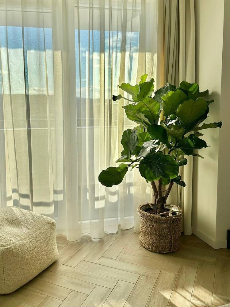 Ficus lyrata ao lado de janela com cortina fina e ao lado de puff bege 