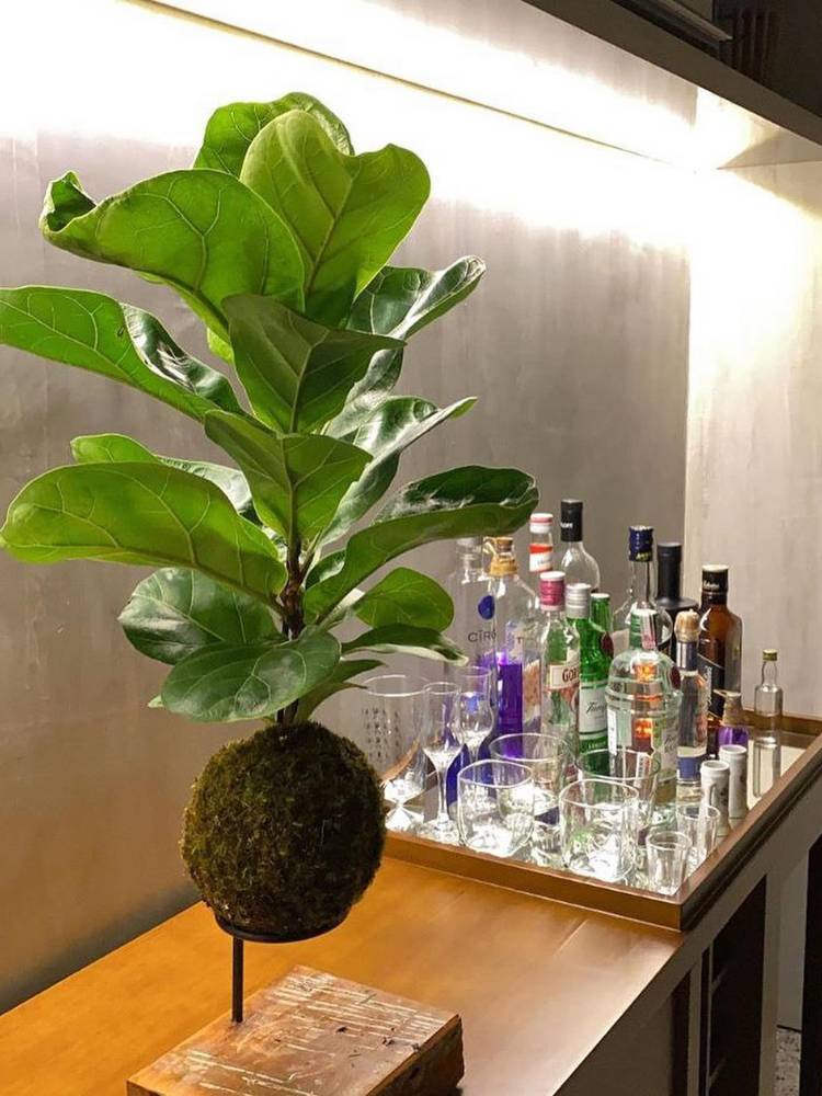 Ficus lyrata suspenso em espaço de bar, com garrafas de bebida