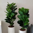 Dois vasos brancos de Ficus lyrata ap lado de rack branco e sofá cinza