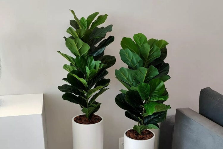 Dois vasos brancos de Ficus lyrata ap lado de rack branco e sofá cinza