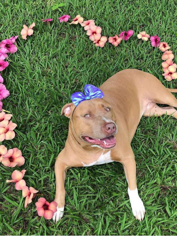 Foto de pitbull deitada em grama com flores 