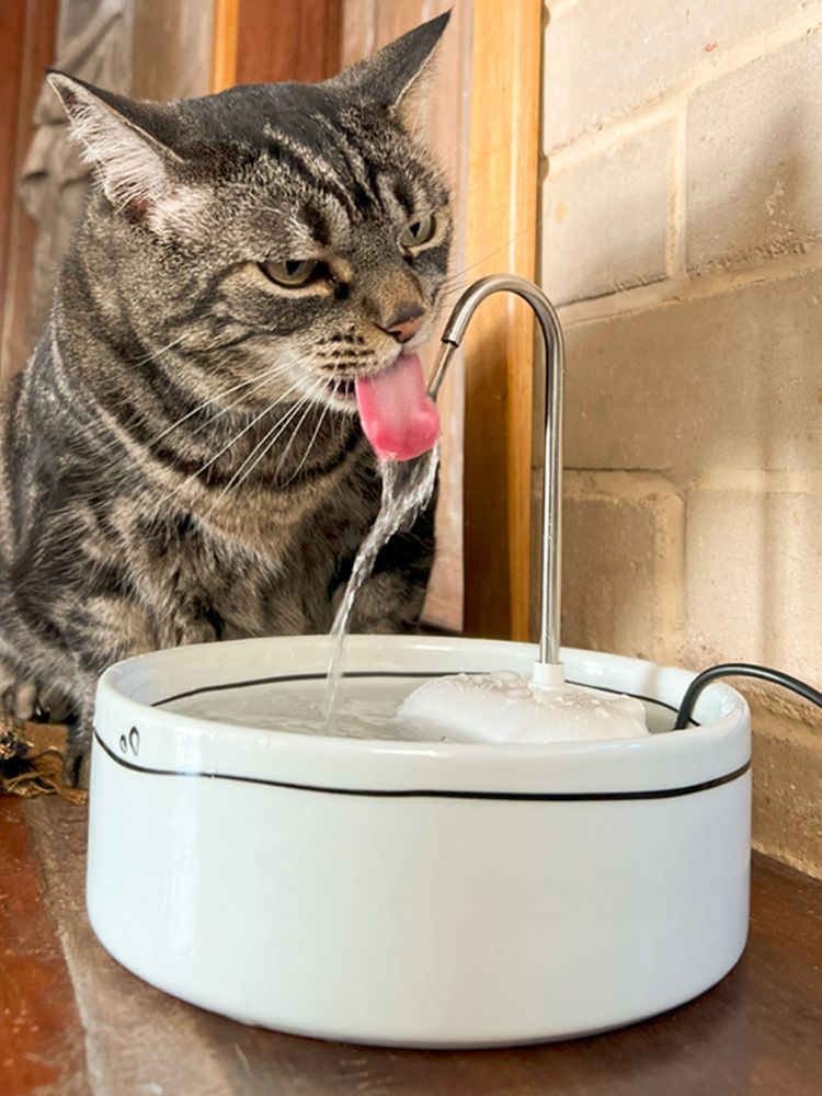 Gatinho rajado bebendo água de fonte branca