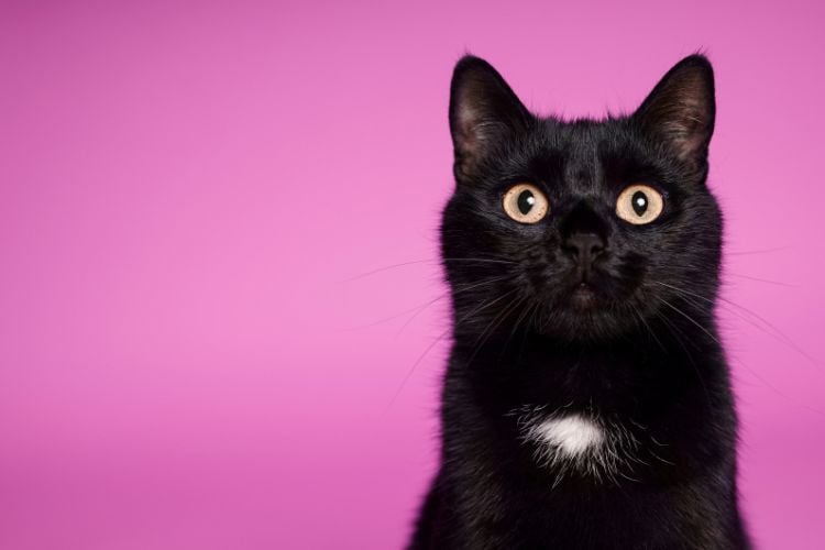 A imagem mostra um gato preto com olhos grandes e expressivos, olhando diretamente para a câmera. O fundo é de cor rosa, o que destaca o gato. O gato possui uma pequena mancha branca no peito, adicionando um detalhe interessante ao seu pelo escuro. A expressão do gato é atenta e curiosa.