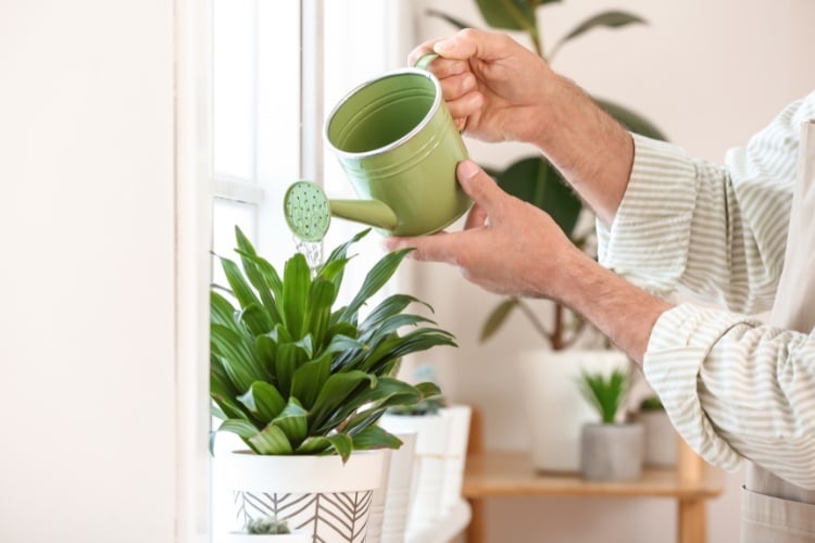 Homem de pele clara regando vaso de planta com regador verde