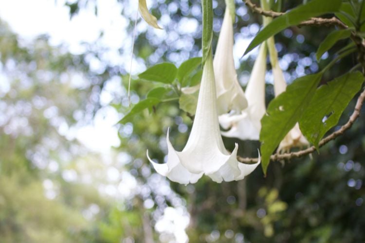 A imagem mostra flores brancas em formato de sino penduradas em uma planta com folhas verdes. O fundo está suavemente desfocado, destacando a estrutura delicada das flores e o contraste com o verde ao redor.