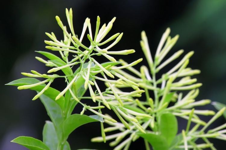 A imagem exibe um close-up de uma planta com aglomerados de brotos finos e verdes que ainda não floresceram. O fundo está desfocado, destacando os detalhes da planta. A cor verde vibrante sugere que pode ser primavera ou verão, quando as plantas geralmente florescem.