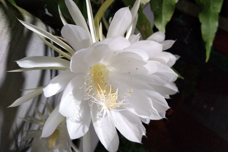 A imagem mostra uma flor branca com várias camadas de pétalas, estames amarelos proeminentes e um pistilo central. A flor está em foco contra um fundo mais escuro e borrado, sugerindo que pode ser à noite ou em um local com pouca luz. Essa flor parece ser da espécie de cacto conhecida como “Dama-da-Noite”, que tem o hábito de florescer à noite.