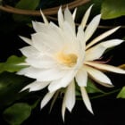 A imagem mostra uma flor branca exuberante (dama-da-noite), provavelmente uma Dama da Noite (Epiphyllum oxypetalum). Suas pétalas longas e delicadas se abrem em forma de estrela, revelando um centro amarelo com estames. A flor contrasta com o fundo escuro e algumas folhas verdes visíveis ao redor.