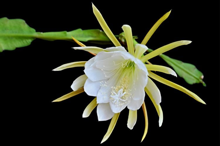 A imagem mostra uma flor, a dama-da-noite, de pétalas brancas no centro, cercada por sépalas amarelas longas e finas. O fundo é preto, destacando os detalhes da flor. Uma única folha verde se estende do lado esquerdo da flor. A composição é marcante devido à estrutura incomum da flor e ao contraste de cores com o fundo escuro. 