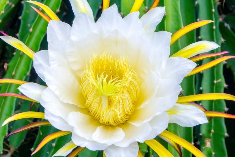 A imagem mostra uma flor branca com um aglomerado denso de estames amarelos no centro. As pétalas são largas e ligeiramente curvadas, com texturas delicadas. Folhas verdes e pontiagudas com bordas amarelas cercam a flor, criando um fundo contrastante. A beleza e complexidade da natureza são evidentes nessa imagem.