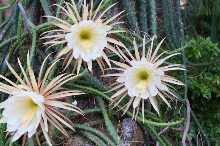 A imagem mostra três flores de dama-da-noite (Selenicereus grandiflorus) em plena floração. As pétalas são brancas, e os longos estames amarelos contrastam com o fundo verde escuro das folhas pontiagudas e dos caules. Essas flores são conhecidas por desabrocharem à noite, exalando um perfume suave e envolvente.