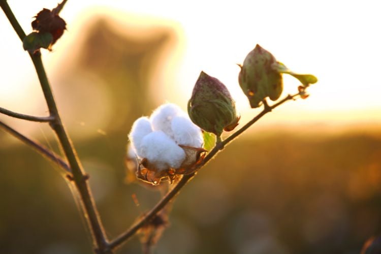 A imagem mostra um ramo de algodão contra um fundo desfocado em tons de dourado, sugerindo um pôr do sol. O ramo tem bolas de algodão brancas e macias, assim como cápsulas verdes ainda fechadas. A luz suave do sol ilumina o algodão, criando uma atmosfera tranquila e natural, destacando a beleza simples da planta.