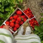 A imagem mostra uma mão segurando uma caixa cheia de morangos vermelhos e frescos. Ao redor, há folhagens verdes de plantas de morango. No chão, outra caixa de morangos está posicionada, e uma pessoa usando um suéter listrado e tênis brancos aparece parcialmente. A cena transmite uma sensação de colheita caseira em um jardim ensolarado.